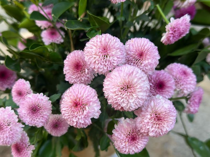 November – Chrysanthemum (Meaning + Texas Growing Tips)