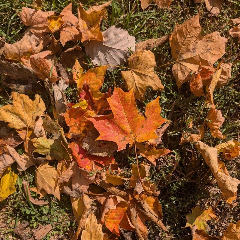 Leave Some Natural Leaf Litter And Garden Debris