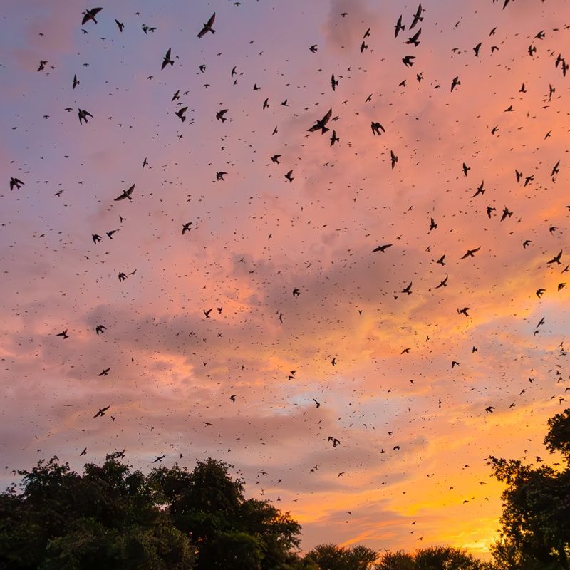 Reduce Night Lighting During Migration Periods