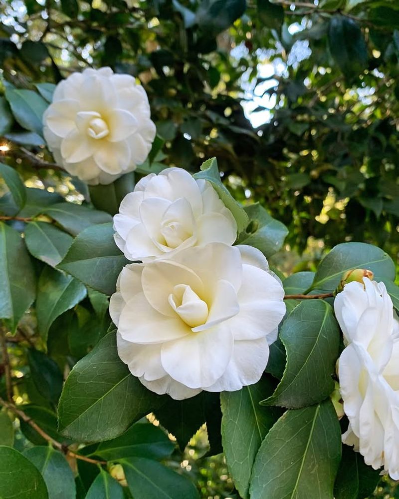 Increases Property Value with Timeless Appeal