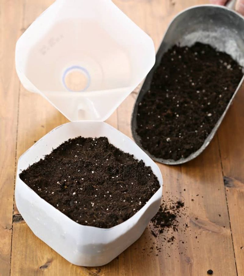 Milk Jug Setup That Produces Strong Seedlings Every Time