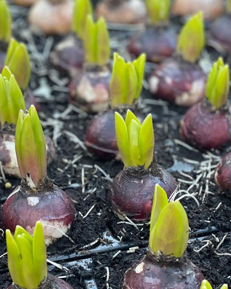 Planting Bulbs Too Shallow