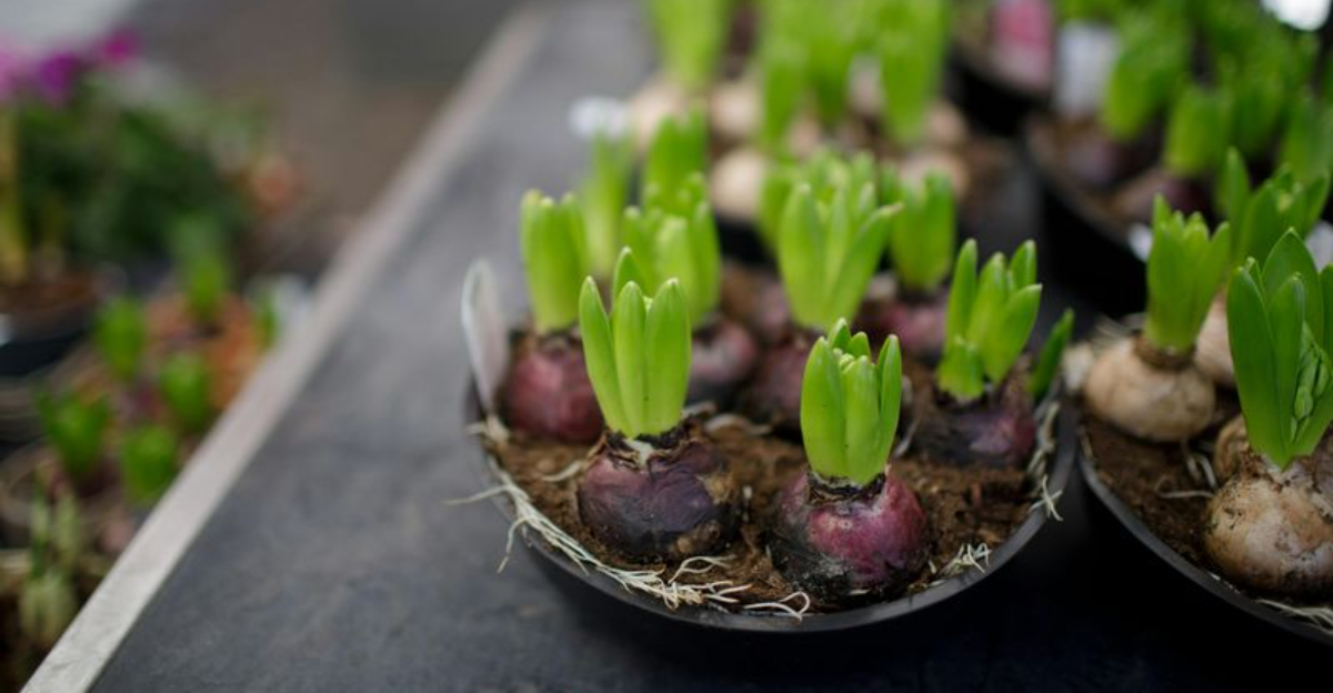 hyacinth bulbs