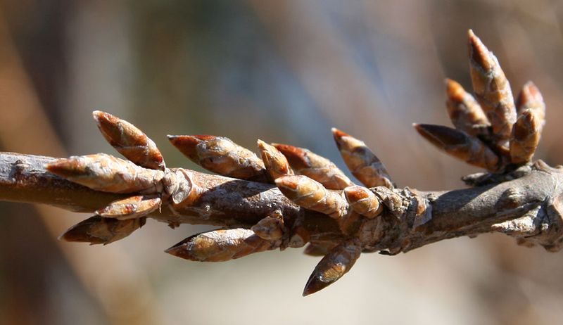 Flower Buds Form The Previous Summer