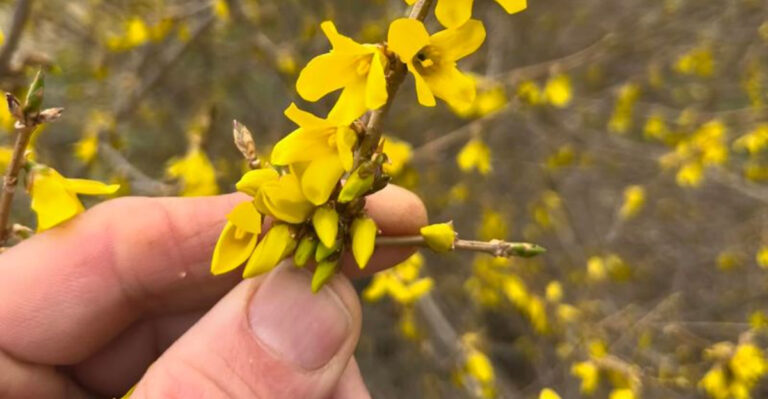 forsythia pruning