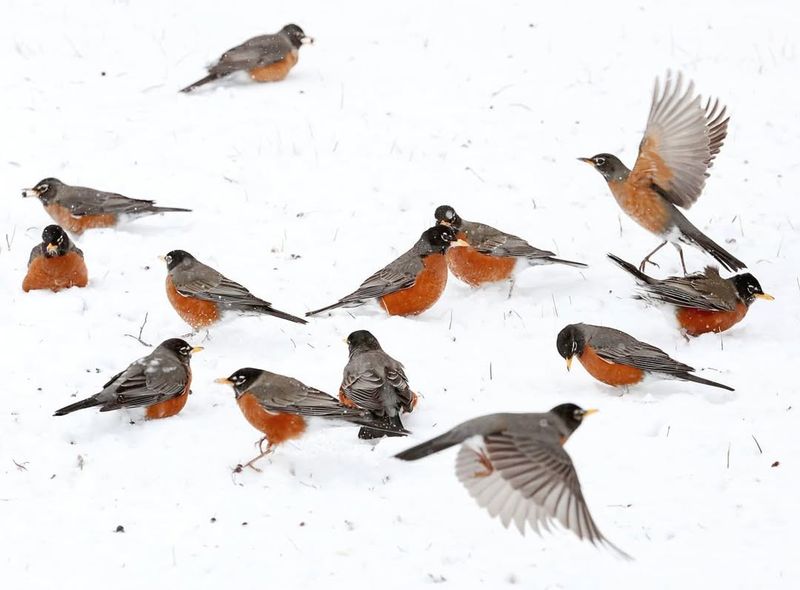 Cold Weather Triggers Massive Winter Flocks