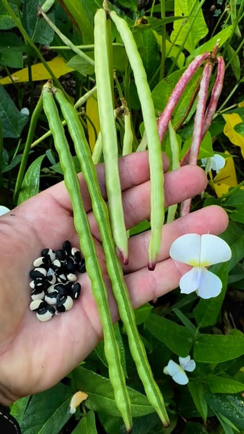 Southern Peas