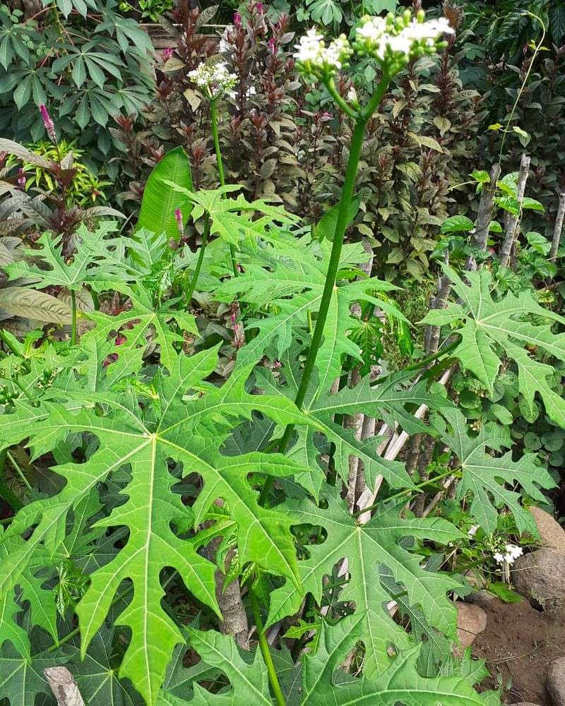 Chaya (Tree Spinach)