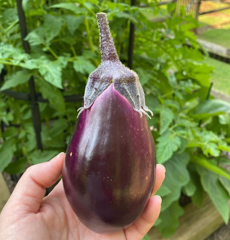 Eggplant