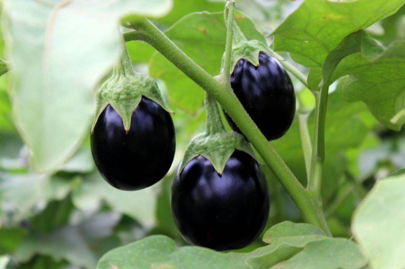 Eggplant