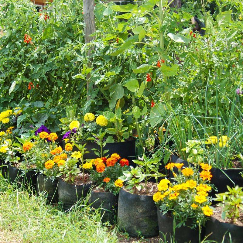 Companion Planting For Natural Pest Control