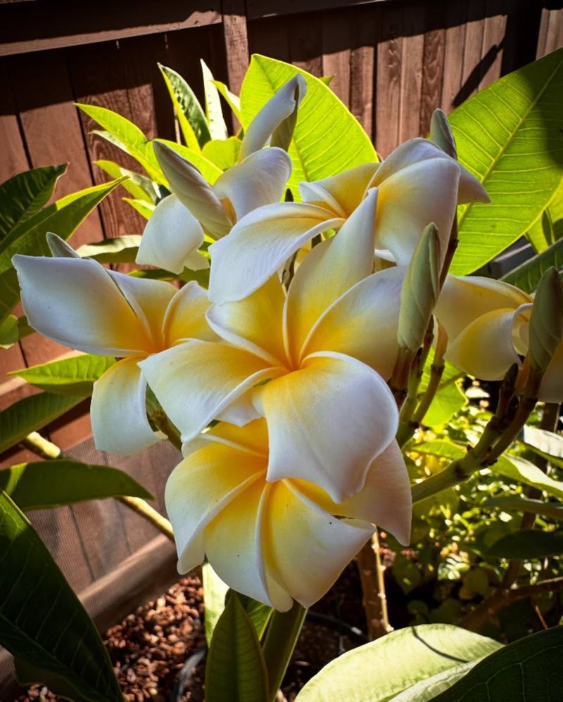 Plumeria