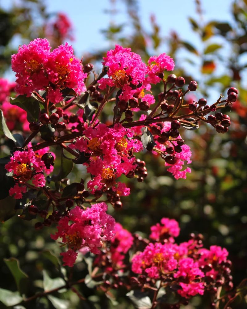 Crape Myrtle (Shrub Form)