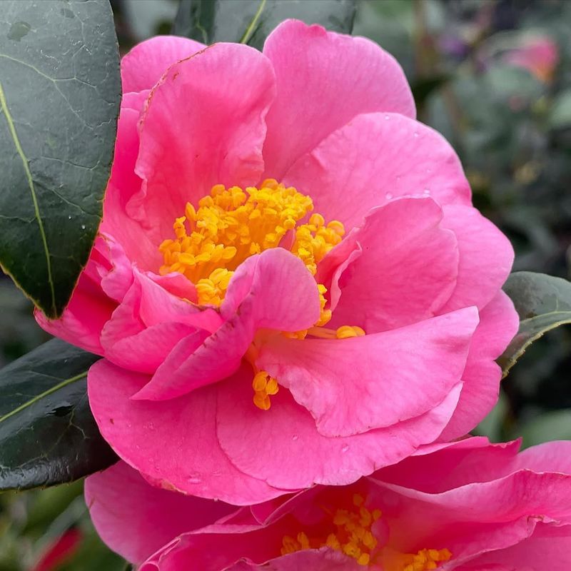 Spring-Blooming Shrubs