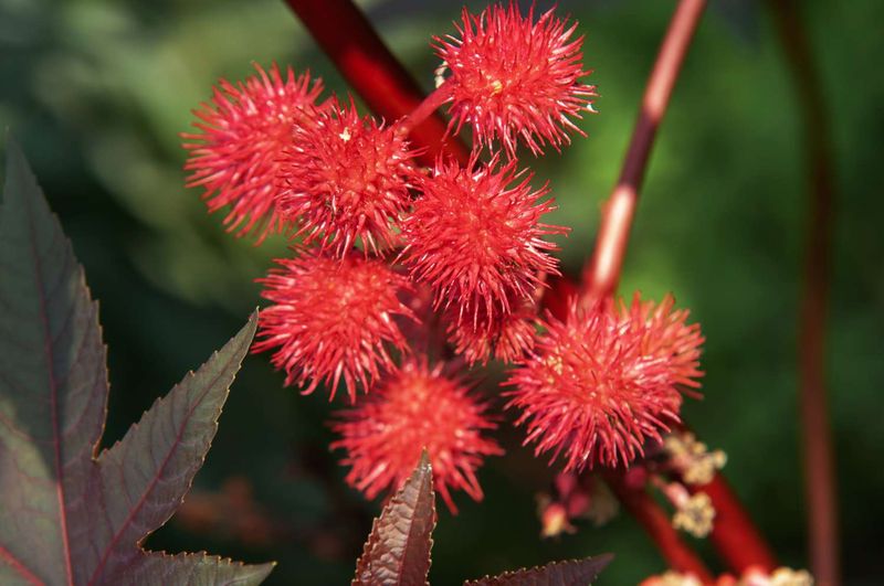 Castor Bean Plant