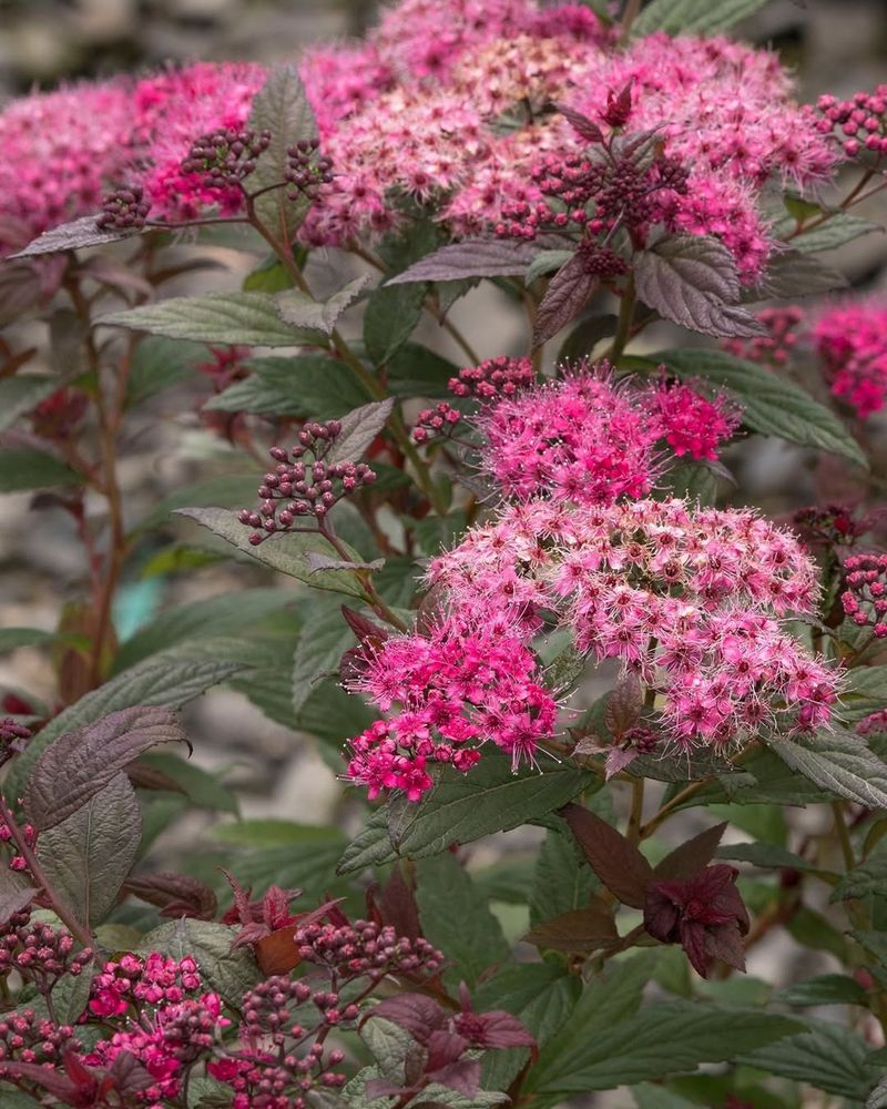 Spirea Shrubs That Flower Heavily After Winter Pruning
