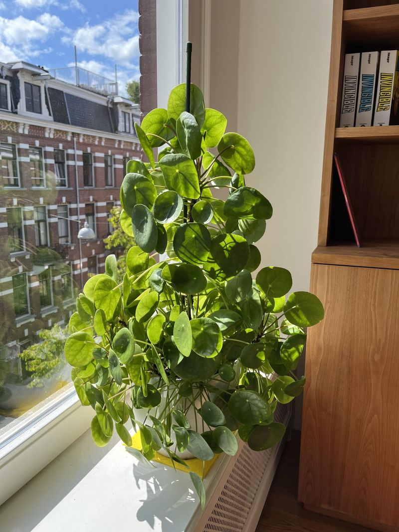 Near A Window In The Southeast Area