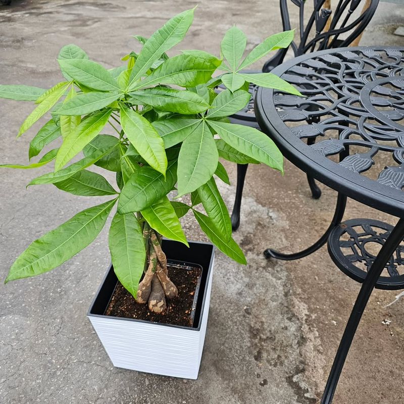 By The Entryway With Indirect Light