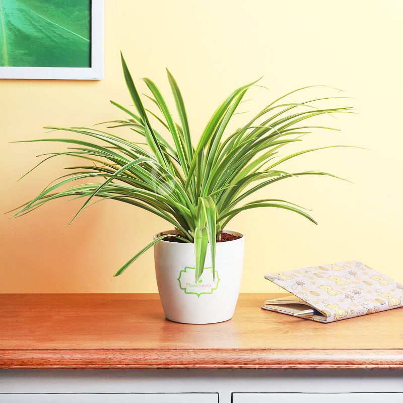 In A Bright Hallway On A Console Table