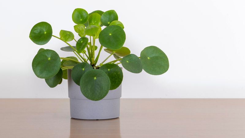 On A Side Table In A Well-Lit Living Room