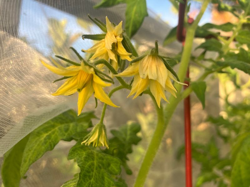 Switch To Low-Nitrogen Feeding Once Tomatoes Start Flowering