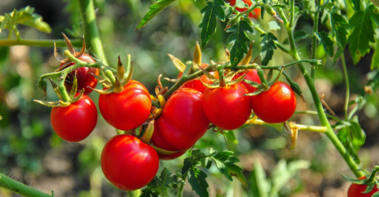 tomato plants (featured image)