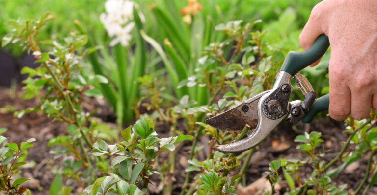 pruning plants (featured image)