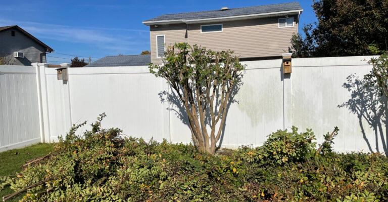 crape myrtles (featured image)