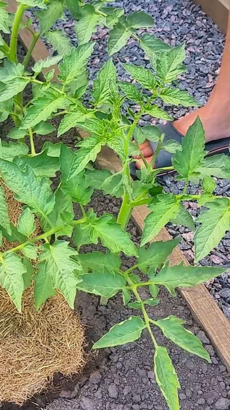 Tomatoes (Transplanted)