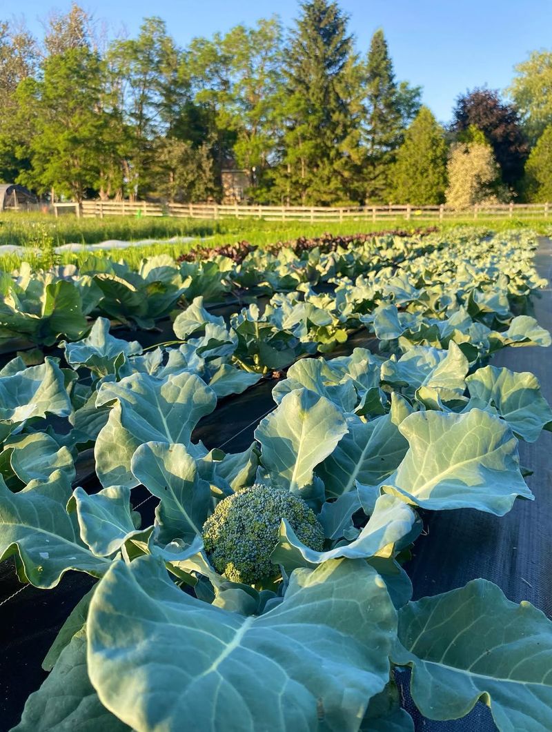Cabbage Family Crops (Broccoli, Kale, Collards)