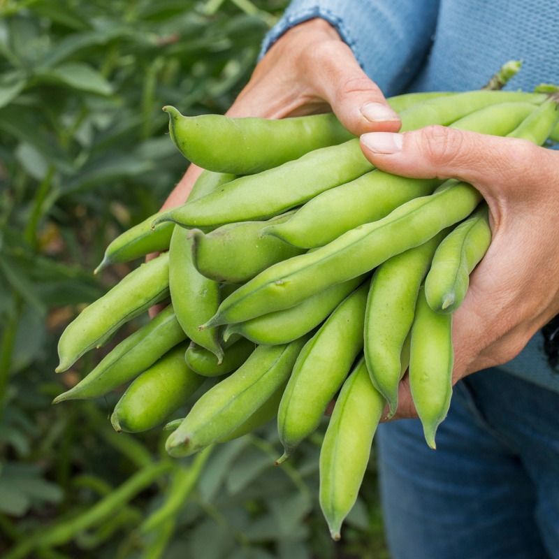 Broad Beans That Love Cool Weather