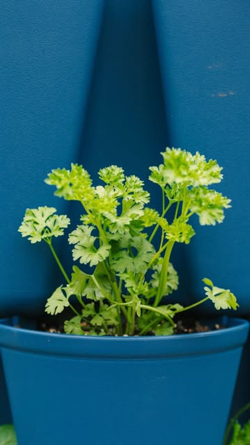 Herbs Like Basil Or Parsley Indoors Now