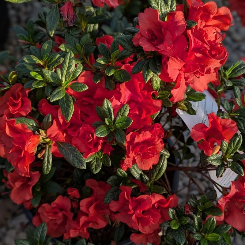 High-Alkaline Or Untested Soil Areas