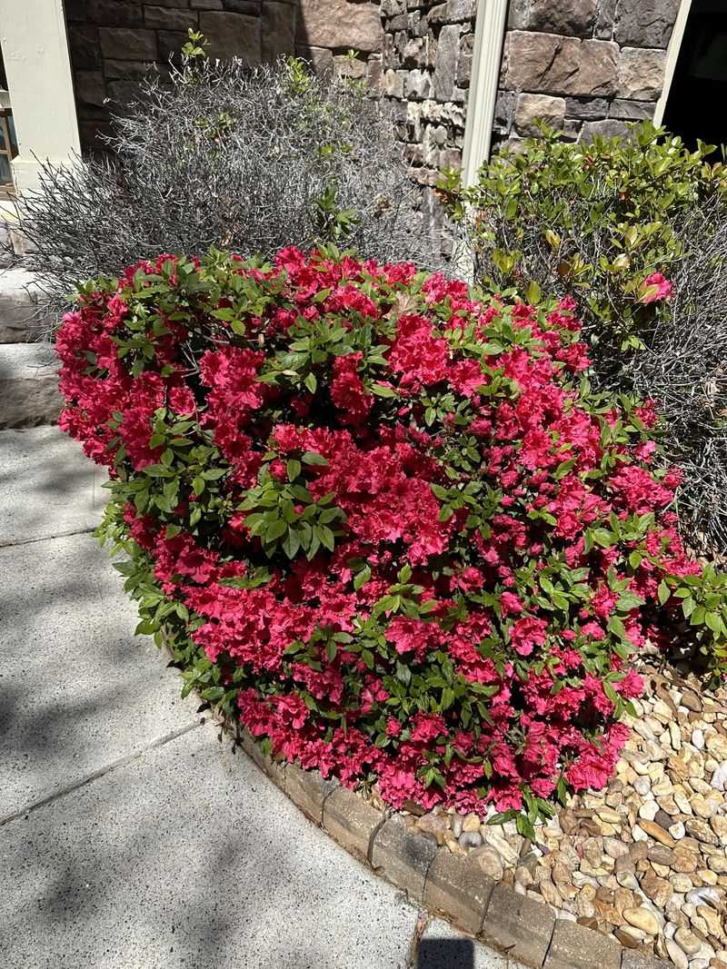 Next To Downspouts Or Drainage Outlets