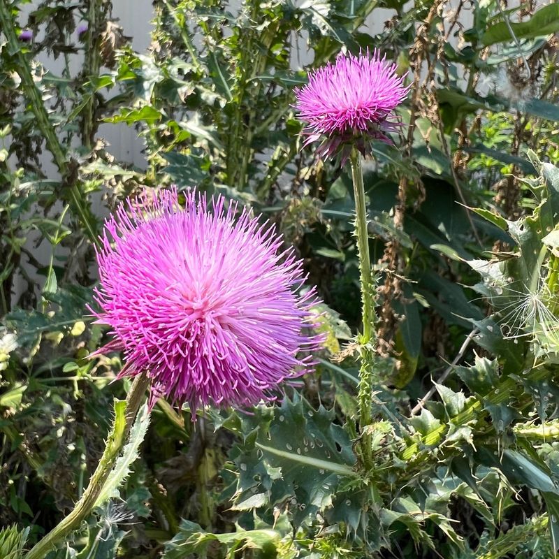 Musk Thistle (Carduus nutans)