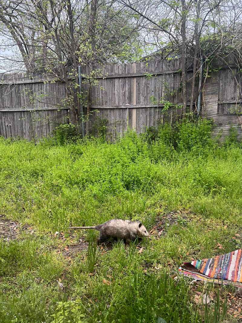 Most Yard Visits Are Temporary And That Changes What You Should Do