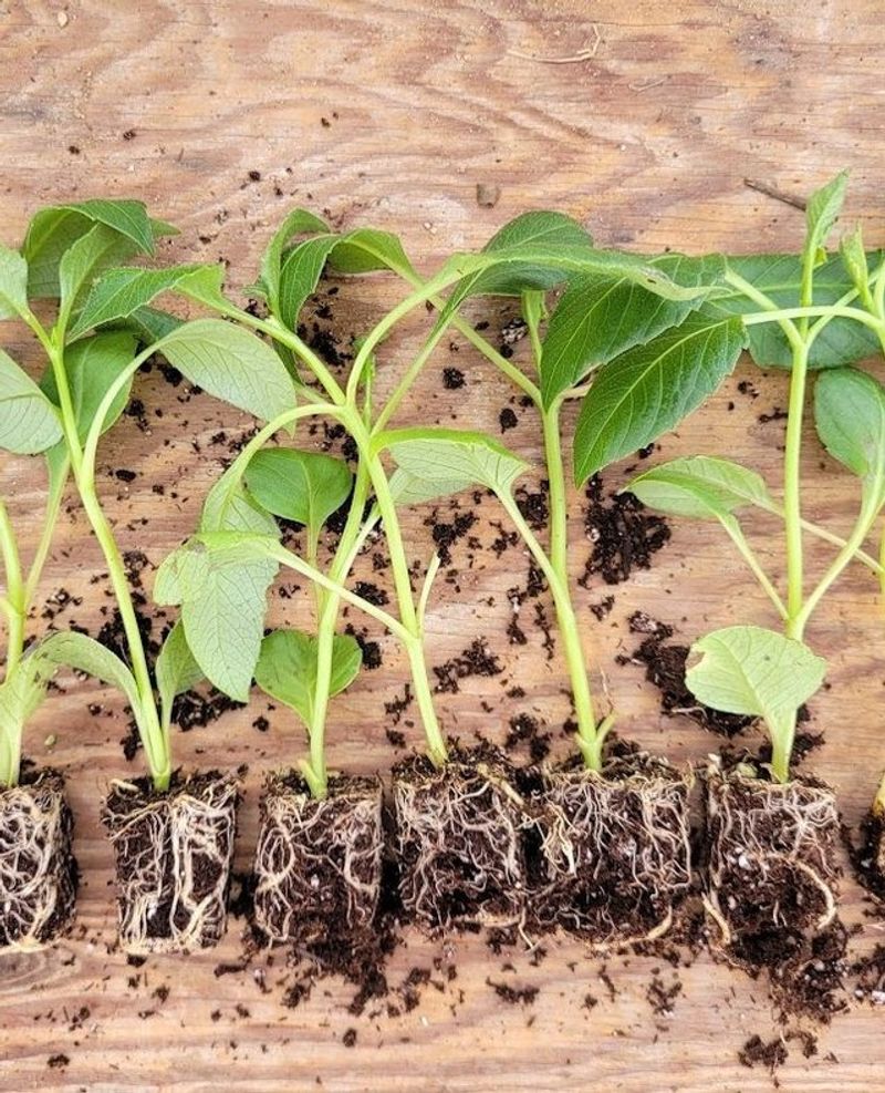 Potentially Higher Germination Rates