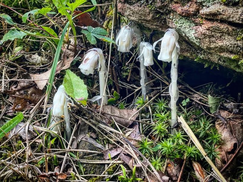 Seasonal Timing Aligned With Peak Fungal Activity