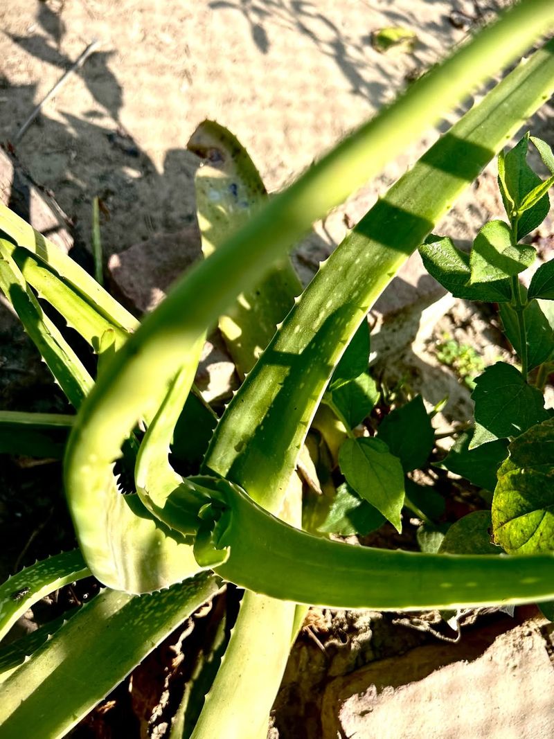 Aloe Vera