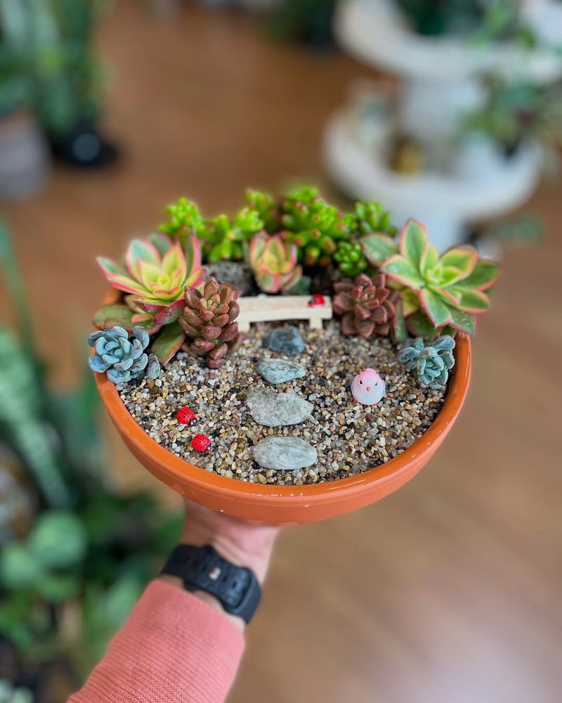 Succulent Collection