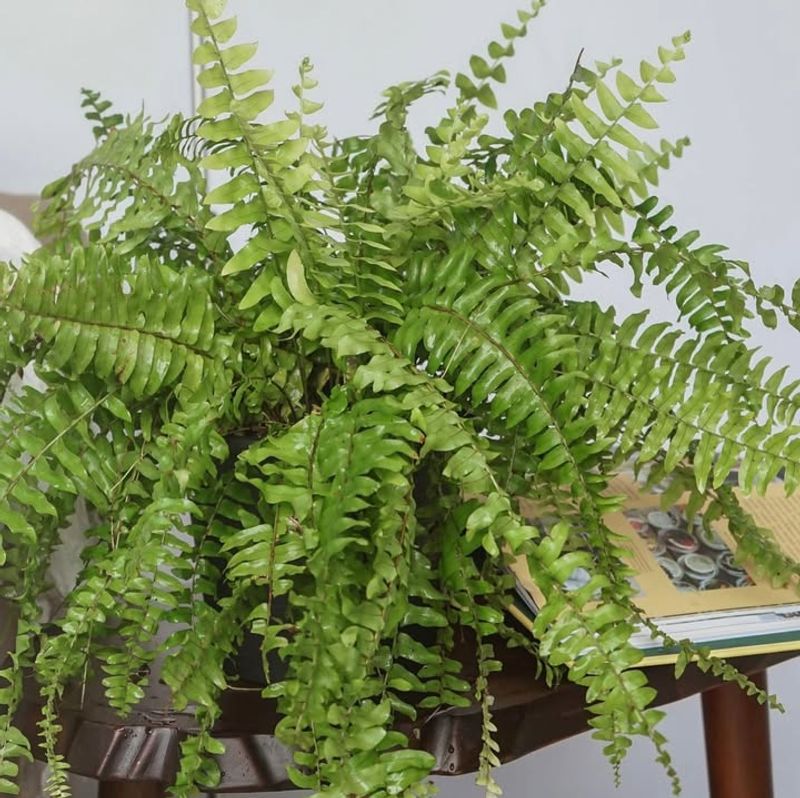 Boston Fern