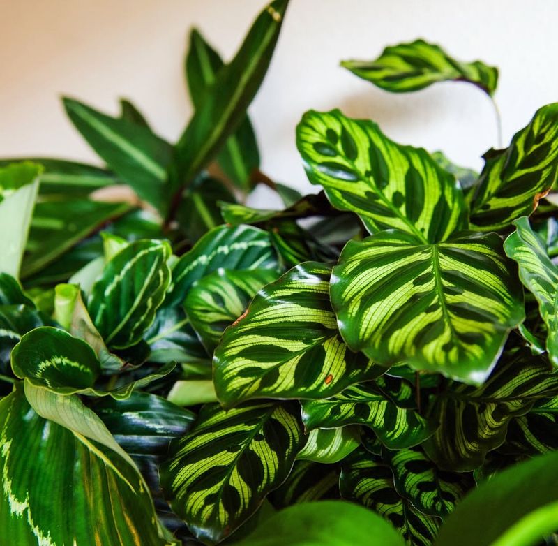 Tropical Houseplants (Away From Direct Window Sun)