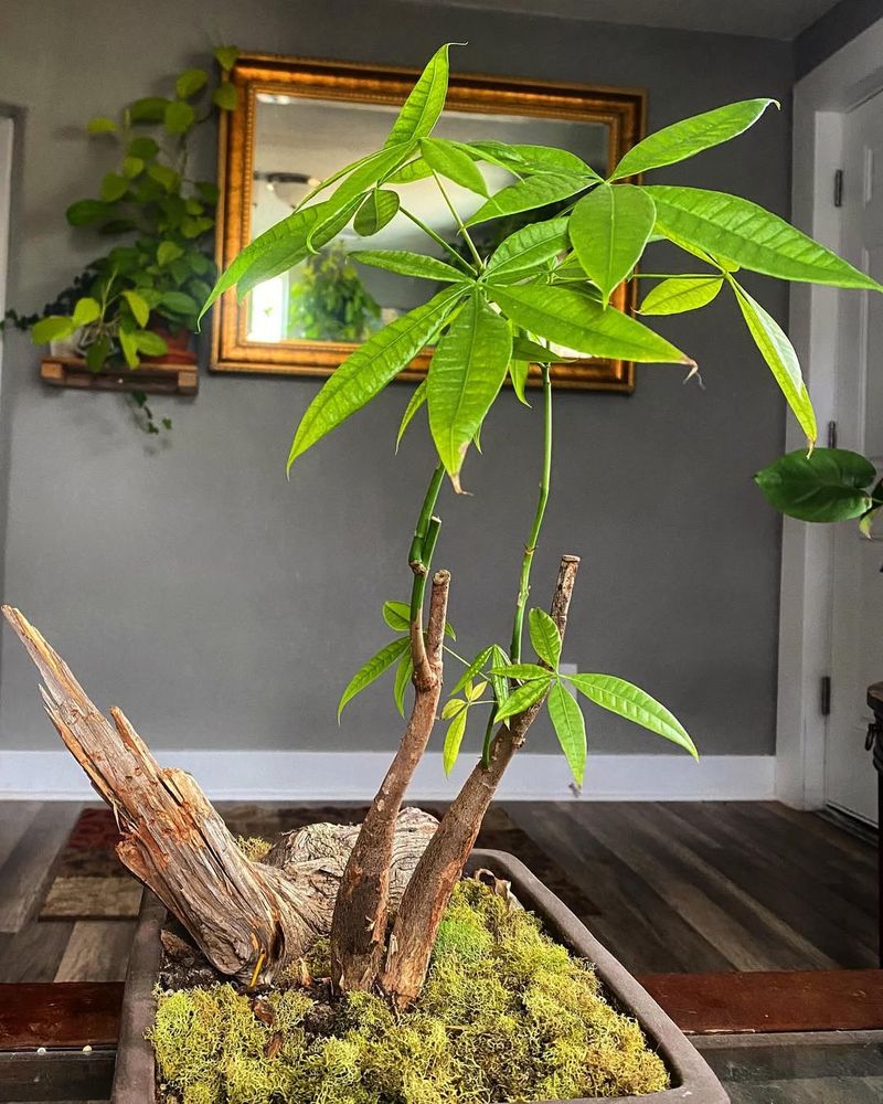 Money Tree (Pachira Aquatica) For Pet-Safe Prosperity