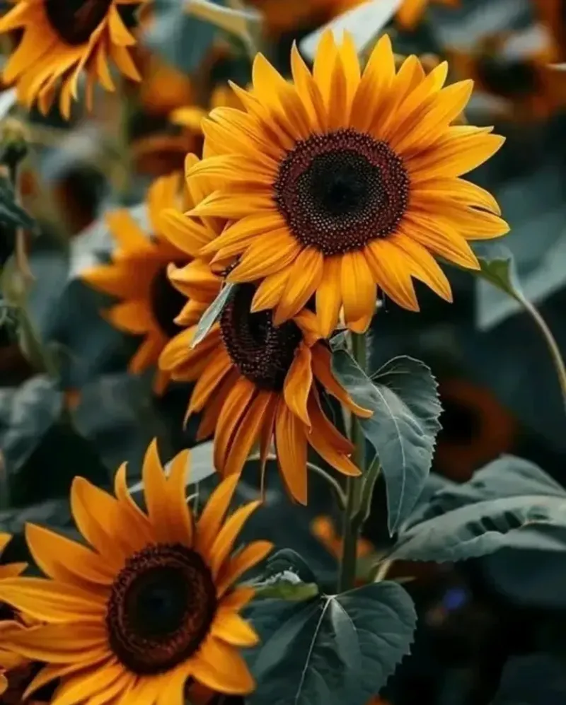 Sunflowers