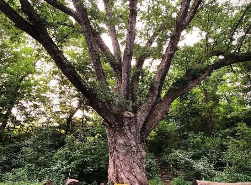 Native Oak Trees On Protected Lists