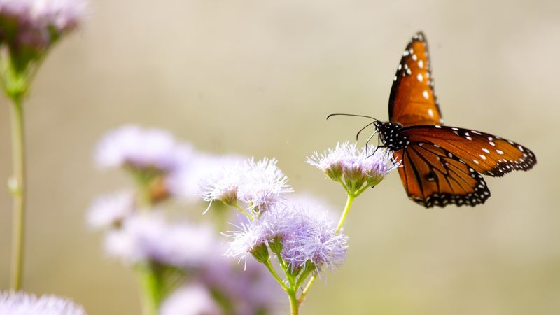 Gregg's Mistflower