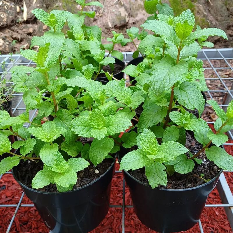 Mint Spreads Refreshing Flavor Throughout The Garden