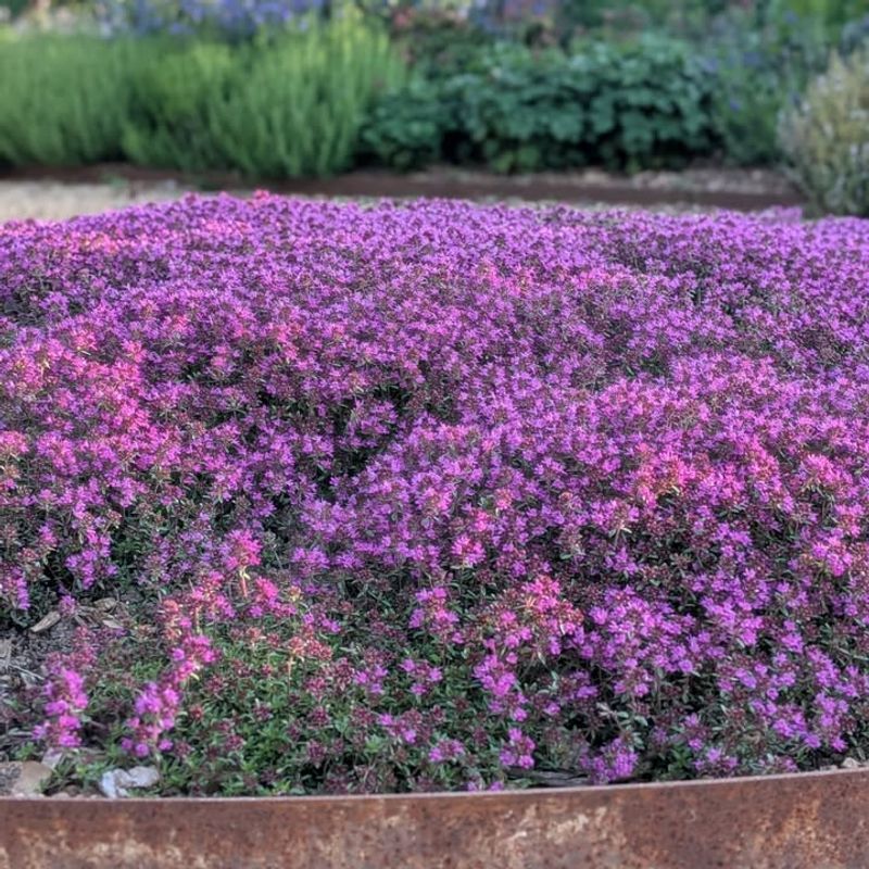 Thyme (Thymus Vulgaris)