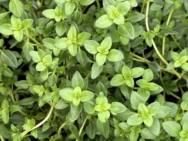 Thyme