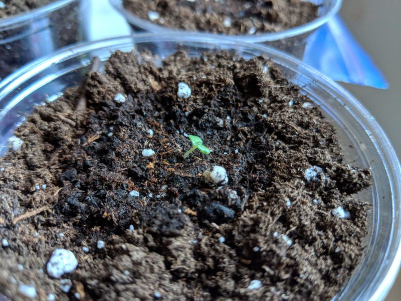 Cold Stratification Happens Automatically Outdoors